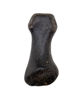 Hell Creek Formation Mystery Toe Bone