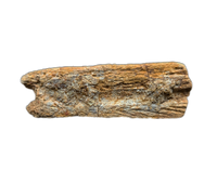 Spinosaurus or Crocodile Jaw Section, Kem Kem