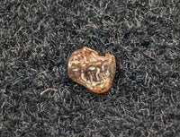 Mammal Tooth, Aguja Formation, Texas