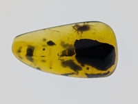 Amber with insects from Burma. Middle Cretaceous, 99 Million Years Old