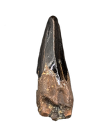 Nanotyrannus Pre Max Tooth