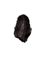 Troodon Tooth, Hell Creek Formation