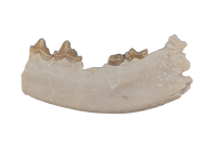 Hesperocyon (dog ancestor) Jaw Section with Teeth