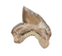 Squalicorax falcatus Tooth, From the Kansas Chalk