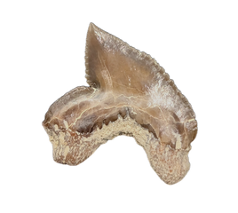 Squalicorax falcatus Tooth, From the Kansas Chalk