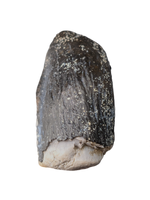 Titanosaur? Tooth from the Mid Jurassic, Madagascar
