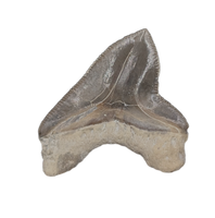 Squalicorax kaupi Tooth, From the Kansas Chalk