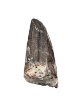 Ceratosuchus/Riparovenator (Baryonyx) Tooth, England, Early Cretaceous