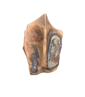 Edmontosaurus Tooth