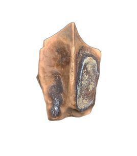 Edmontosaurus Tooth