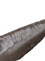 Large Postosuchus (Rauisuchid) Tooth, Chinle Formation