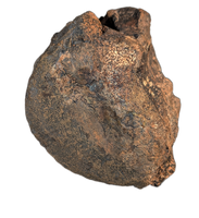 Stegosaurus Caudal Vertebrae, Morrison Formation