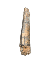 Huge Metricanthosaurid/Allosaurid?  Tooth, Elrhaz Formation