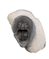 Harpes (Scotoharpes) Trilobite, Morocco