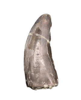 Torvosaur Tooth, El Mers Formation