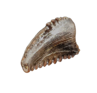 Troodon Tooth from the Hell Creek Formation
