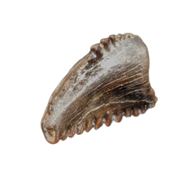 Troodon Tooth from the Hell Creek Formation