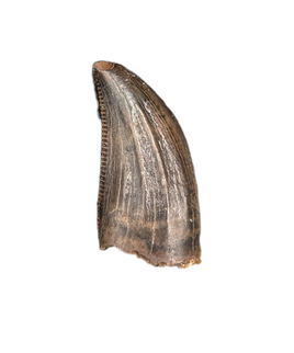 Zapsalis Tooth, Hell Creek Formation
