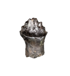 Rooted Denverasaurus Tooth, Hell Creek