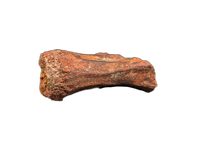 Theropod Tail Vertebra, Kem Kem