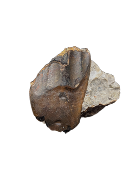 Iguanodont Tooth, England, Early Cretaceous