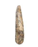 Huge Metricanthosaurid/Allosaurid?  Tooth, Elrhaz Formation