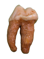 Cave Bear Tooth