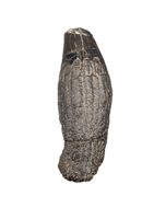 Temnodontosaurus Tooth. Early Jurassic Period, England.