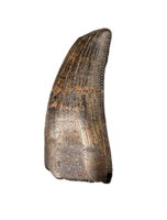 Tyrannosaurus Rex Tooth