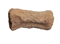 Oryctodromeus? Tail Vertebra, Cloverly Formation