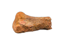 Spinosaurus Metatarsal