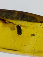 Insects in Amber from the Dominican Republic, 25 Million Years Old