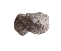 Near Complete Phytosaur Armor Scute, Chinle Formation