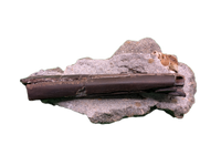 Raptor (Dromaeosaur) Limb Bone, Two Medicine Formation
