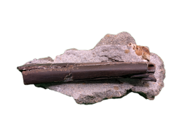 Raptor (Dromaeosaur) Limb Bone, Two Medicine Formation