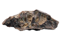 Theropod Vertebra Section, Bissekty Formation