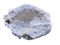 Hadrosaur (Parasaurolophus?) Tail Vertebrae from the Kaiparowitz Formation of Utah.