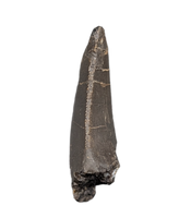 Allosaurus Tooth,  Morrison Formation