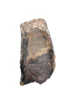 Suchomimus Tooth