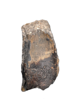 Suchomimus Tooth