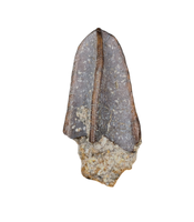 Corythosaurus? Tooth, Judith River Formation