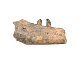 Palaeosaniwa (Monitor Lizard) Jaw Section, Hell Creek Formation