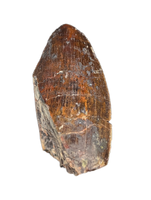 Phytosaur Dentary Tooth, Chinle Formation