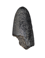 Diplodocus Tooth