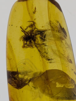 Amber with a Spider from Burma. Middle Cretaceous, 99 Million Years Old