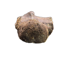 Pterosaur Azhdarchidae (Quetzacoatlus?) Vertebra