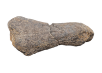 Sauropod Metratarsal