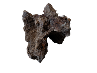 Triceratops Jaw