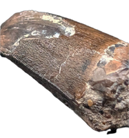 Ceratosuchus/Riparovenator (Baryonyx) Tooth, England, Early Cretaceous
