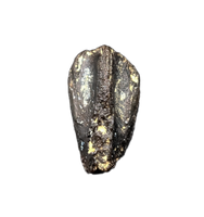 Rare Levnesovia Tooth, Early Hadrosaur, Bissekty Formation, Uzbekistan